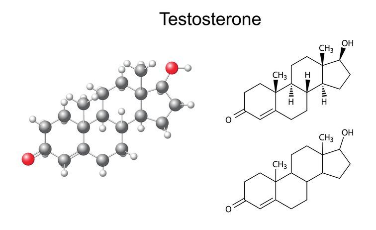 テストステロン テストステロンの特徴